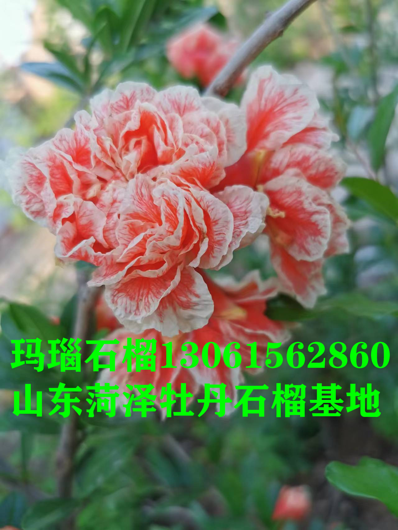 瑪瑙石榴樹