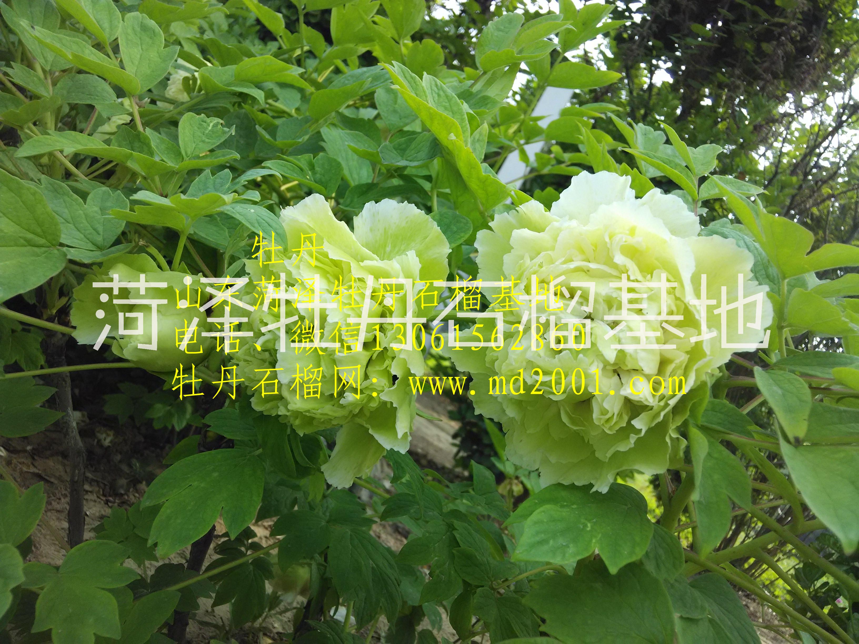 菏澤牡丹
