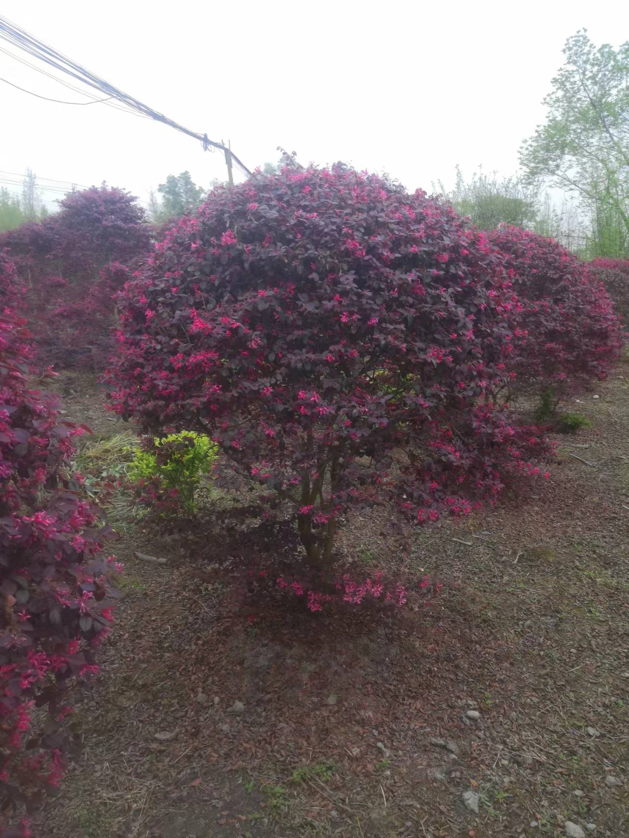 紅繼木球  四川成都紅繼木批發(fā) 成都溫江紅繼木球基地直銷