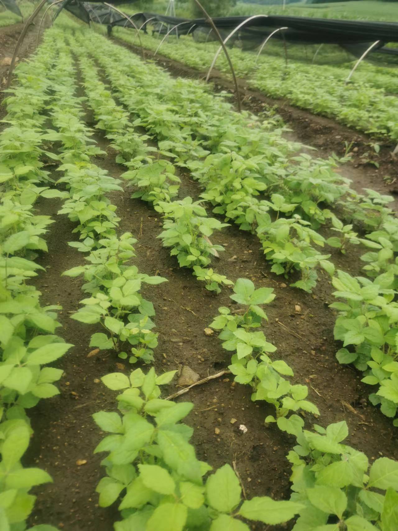 黑龍江哈爾濱長(zhǎng)梗刺五加苗種植基地銷售批發(fā)價(jià)格