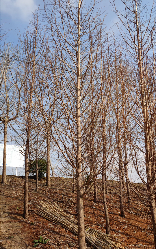 水杉 濕地公園綠化樹 喜濕喜陽易成活 市政園林綠化苗木