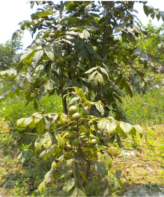 核桃苗基地 品種齊全 種植基地 常年供應(yīng)