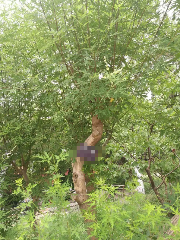黃荊 種植基地 園林綠化  室內(nèi)養(yǎng)殖好成活