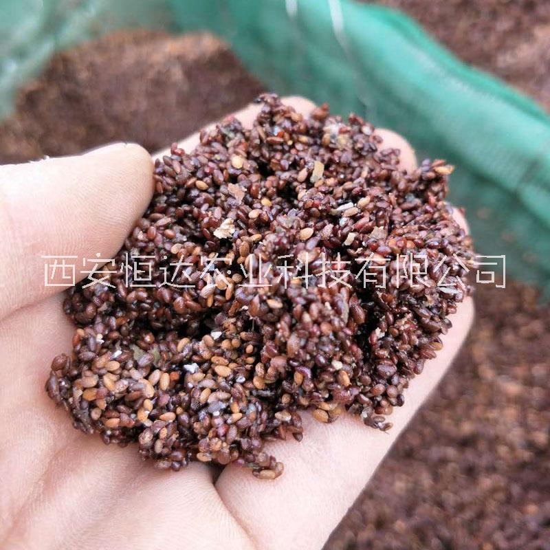 獼猴桃種子 獼猴桃籽 奇異果籽 奇異果種子 食品級(jí)獼猴桃籽