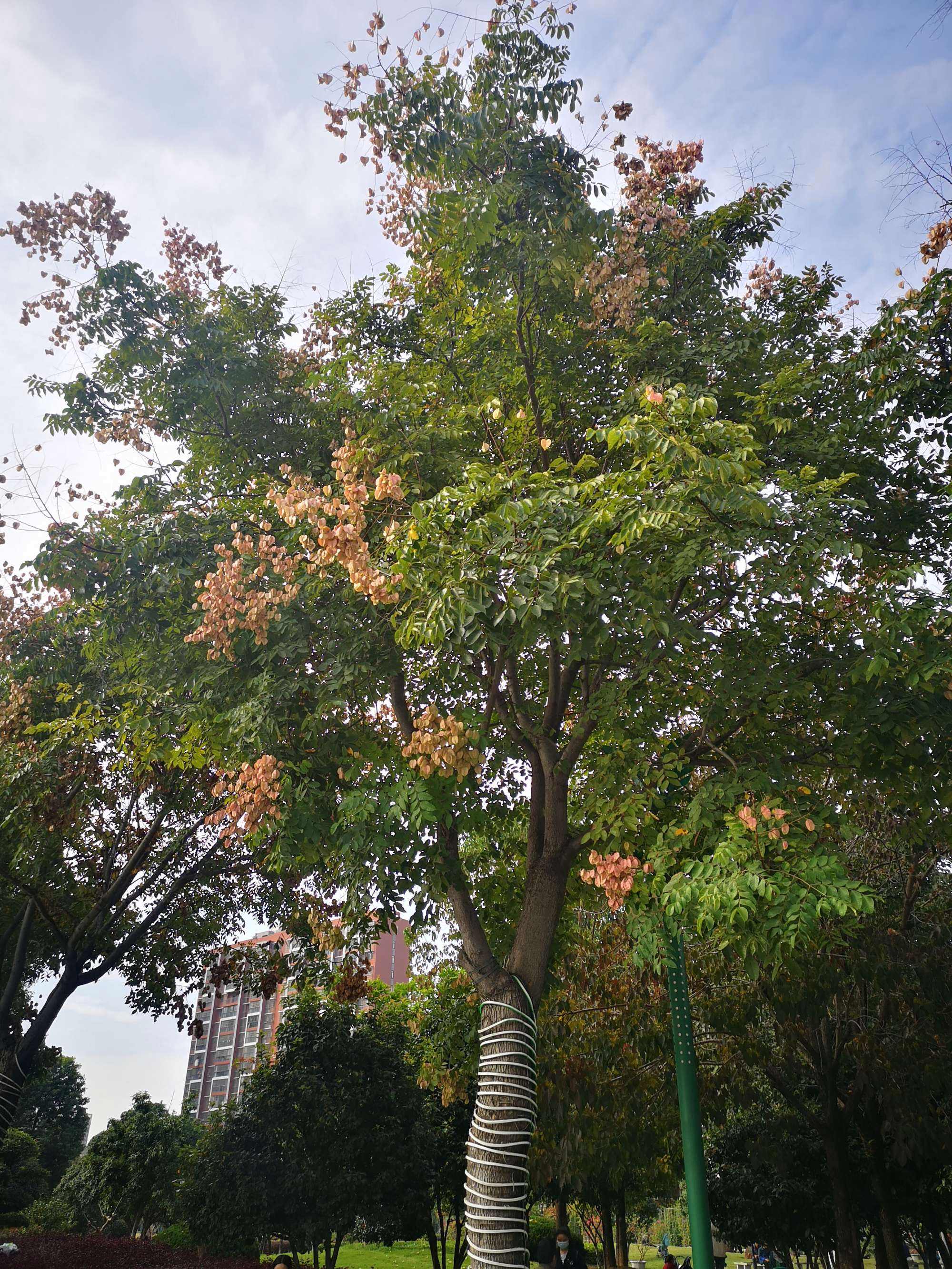 安徽欒樹種植基地出售報(bào)價(jià)單供應(yīng)商銷售熱線電話