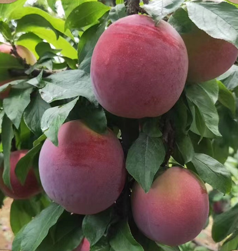 嫁接李子樹苗 美國蛇李苗 紅李子苗蛇李樹苗當(dāng)年結(jié)果南方北方種植