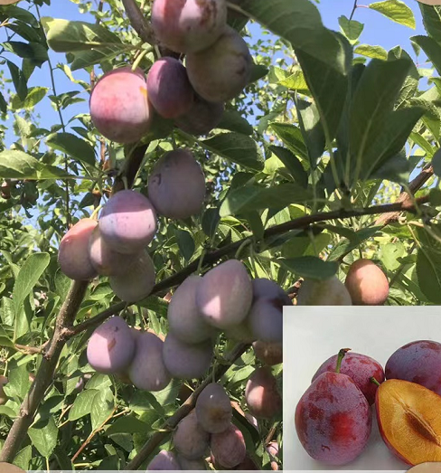 法蘭西李子 法蘭西小西梅鮮果 法蘭西李子多少錢  法蘭西李子種植基地