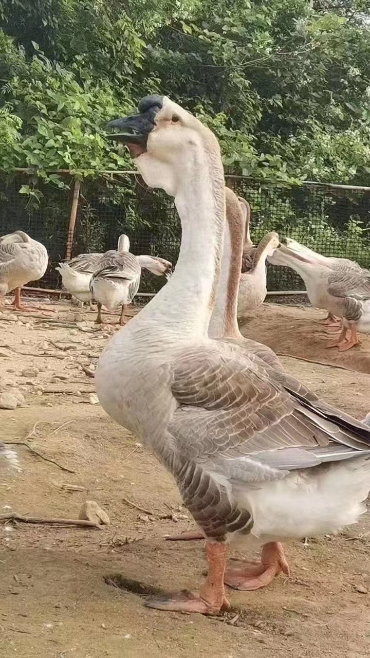 合浦獅頭鵝苗訂購現(xiàn)貨，合浦獅頭鵝苗價格，合浦獅頭鵝苗供應，合浦獅頭鵝苗電話