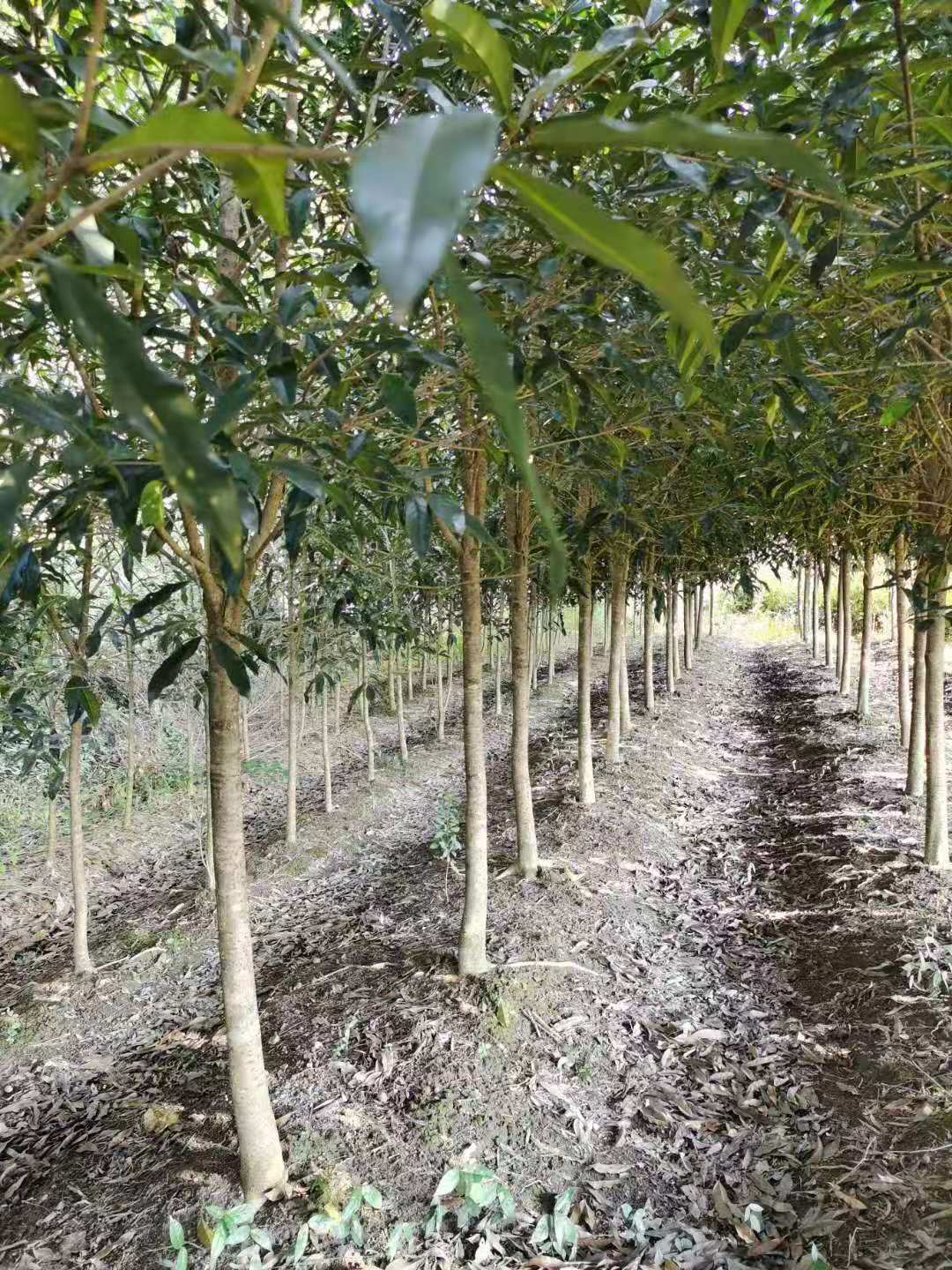 紅花丹桂批發(fā) 高桿丹桂樹種植基地 規(guī)格齊全