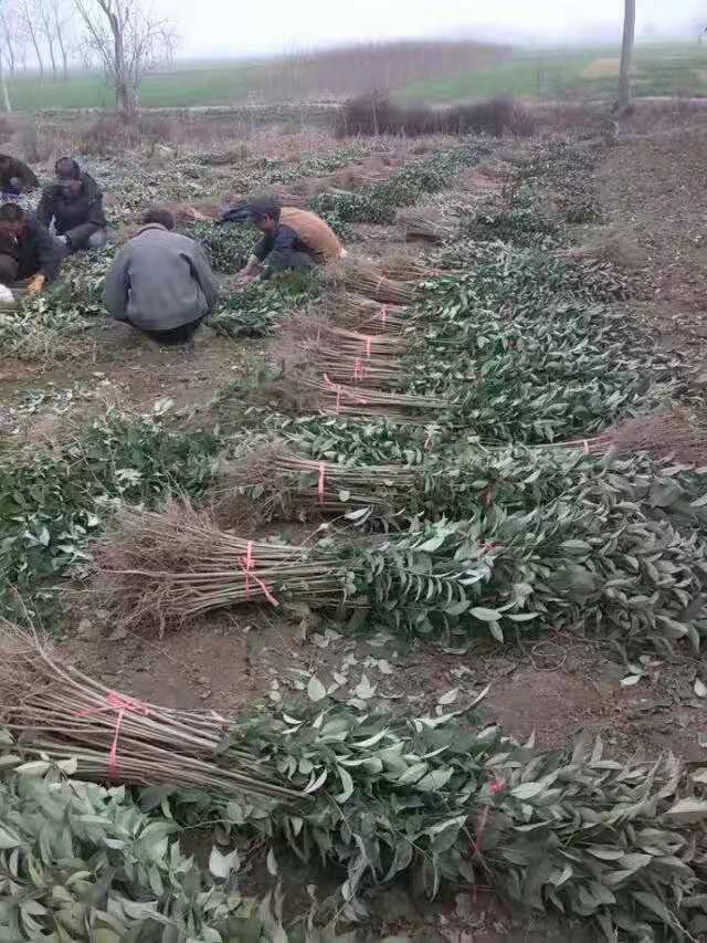 宜昌大葉女貞批發(fā)價(jià)格 宜昌大葉女貞基地 宜昌大葉女貞報(bào)價(jià)