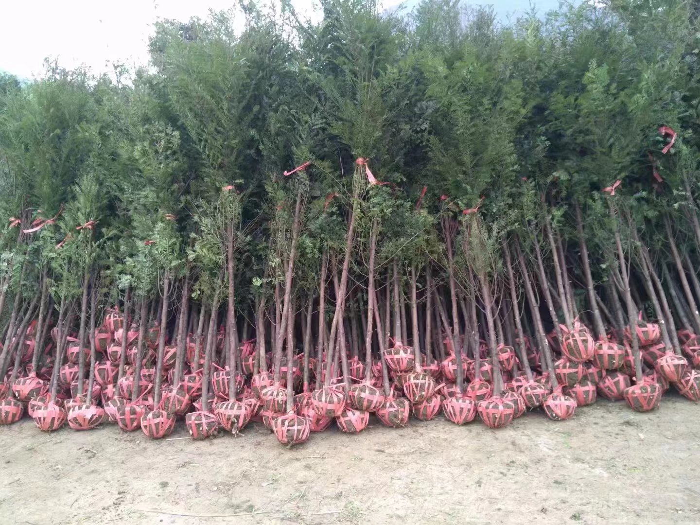 孝感紅豆杉多少錢 孝感紅豆杉價格  孝感紅豆杉種植基地 恩施紅豆杉苗批發(fā)價