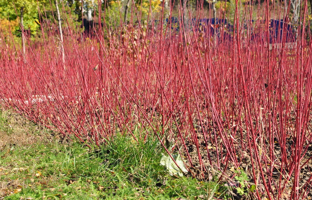 基地供應(yīng)紅瑞木小苗 庭院行道風(fēng)景觀賞綠化樹苗