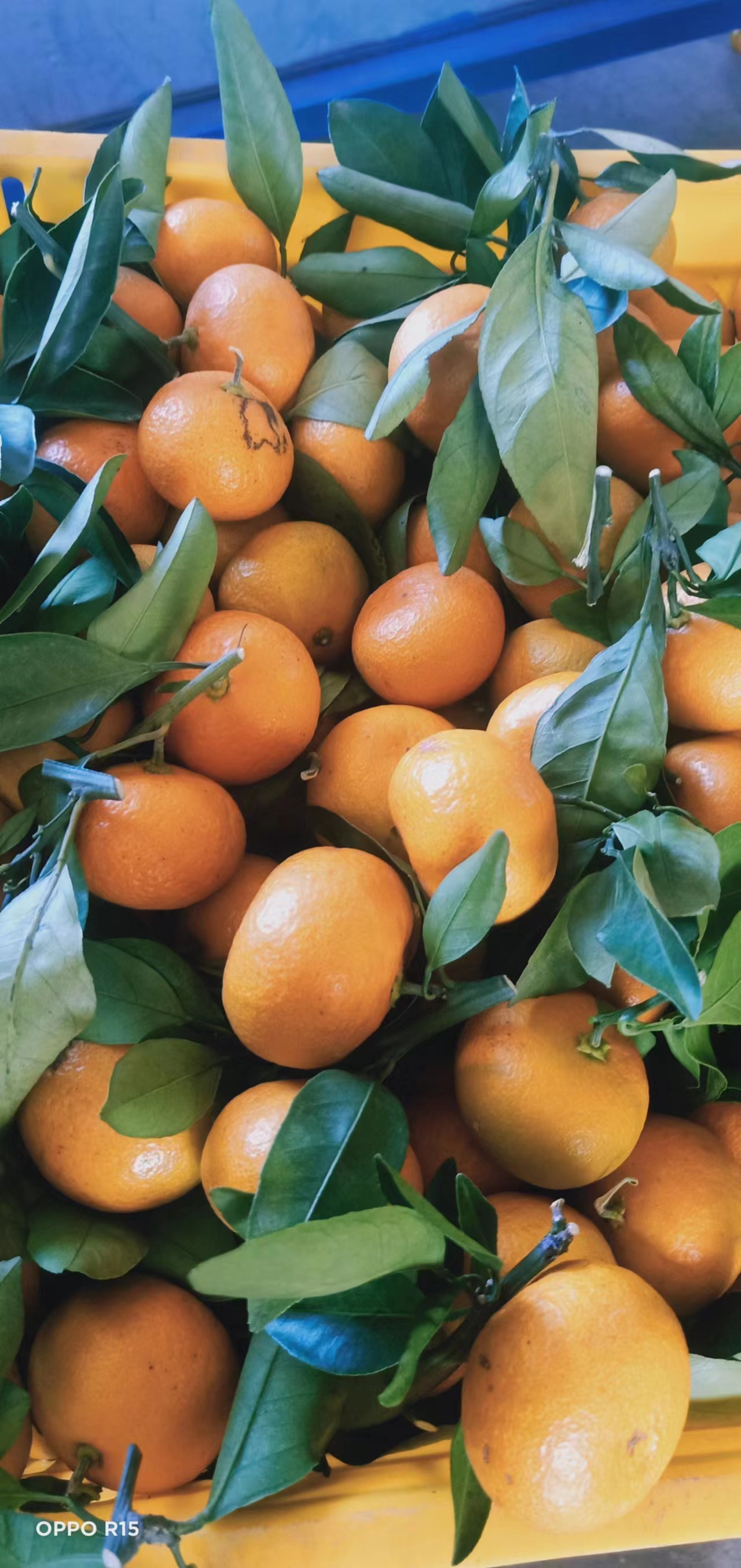 廣西小葉柑產(chǎn)地直銷大量出售、小葉柑批發(fā)價格、新鮮小葉柑嘗鮮價【有利農(nóng)副產(chǎn)品】