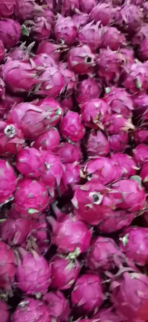 廣西火龍果基地直發(fā)、廣西火龍果大量供應(yīng)、廣西火龍果新鮮采摘批發(fā)價(jià)格【博白縣三灘鎮(zhèn)有利農(nóng)副產(chǎn)品經(jīng)營部】