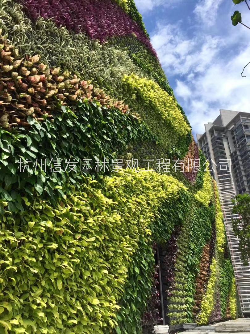浙江植物墻施工杭州墻面綠化 山體護(hù)坡邊坡綠化 墻面垂直綠化 立體綠化施工公司  浙江植物墻施工杭州墻面垂直綠化
