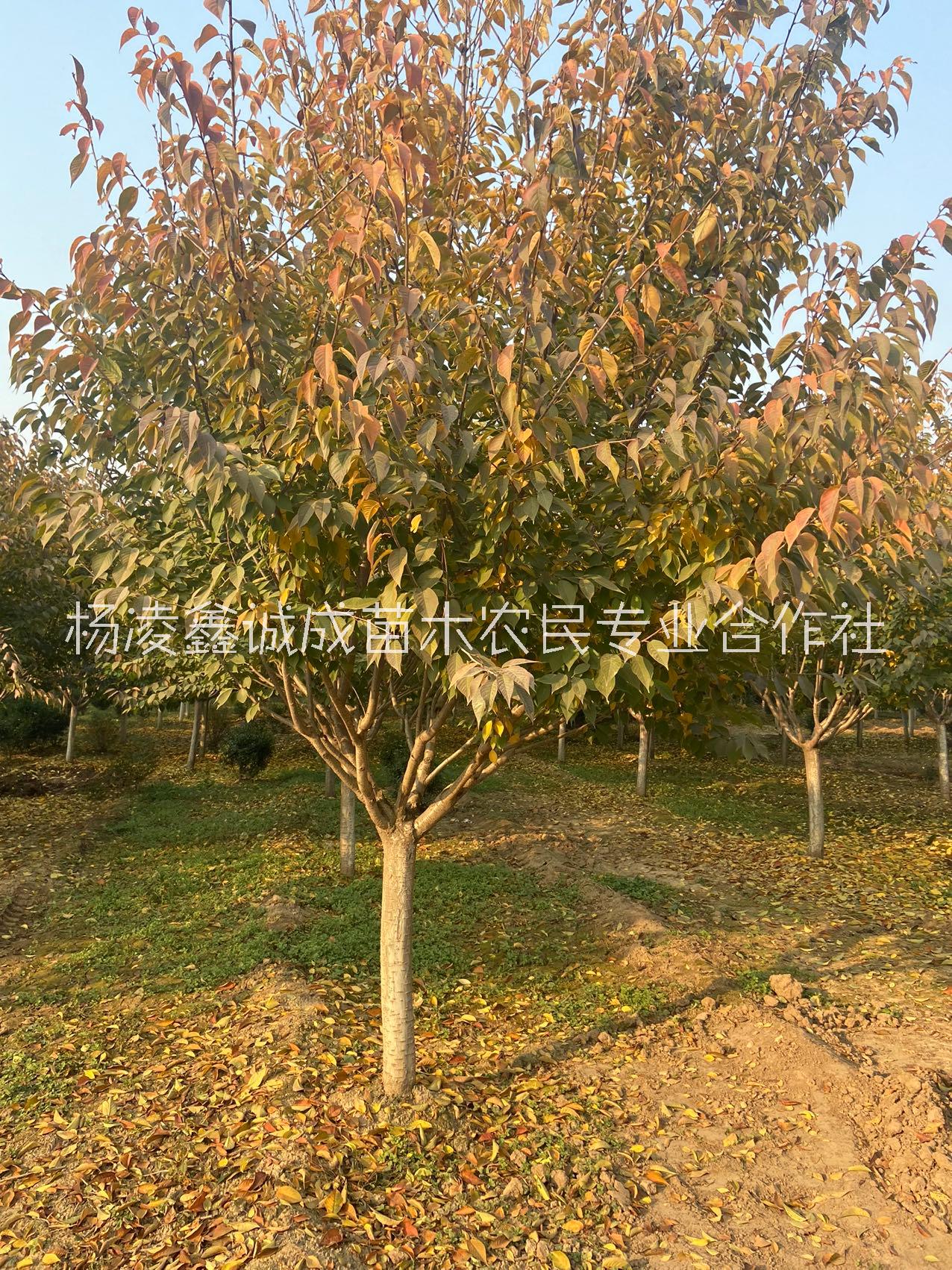 櫻花 苗圃基地櫻花 日本晚櫻花8-15公分 綠化苗木供應(yīng)