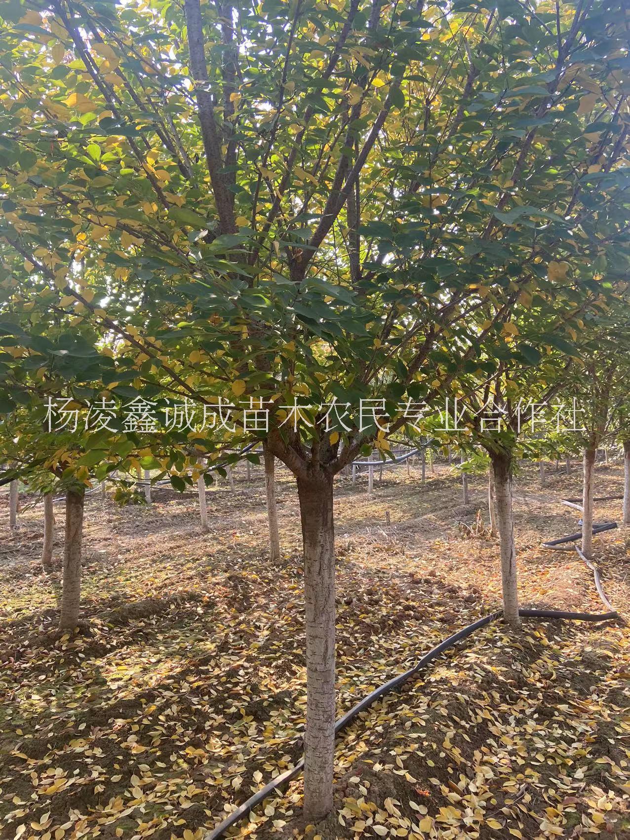 櫻花 苗圃基地櫻花 日本晚櫻花8-15公分 綠化苗木供應(yīng)
