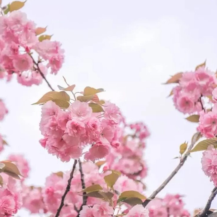 苗圃出售 櫻花 關(guān)山櫻 花色幽香艷麗 園林道路綠化美化樹種