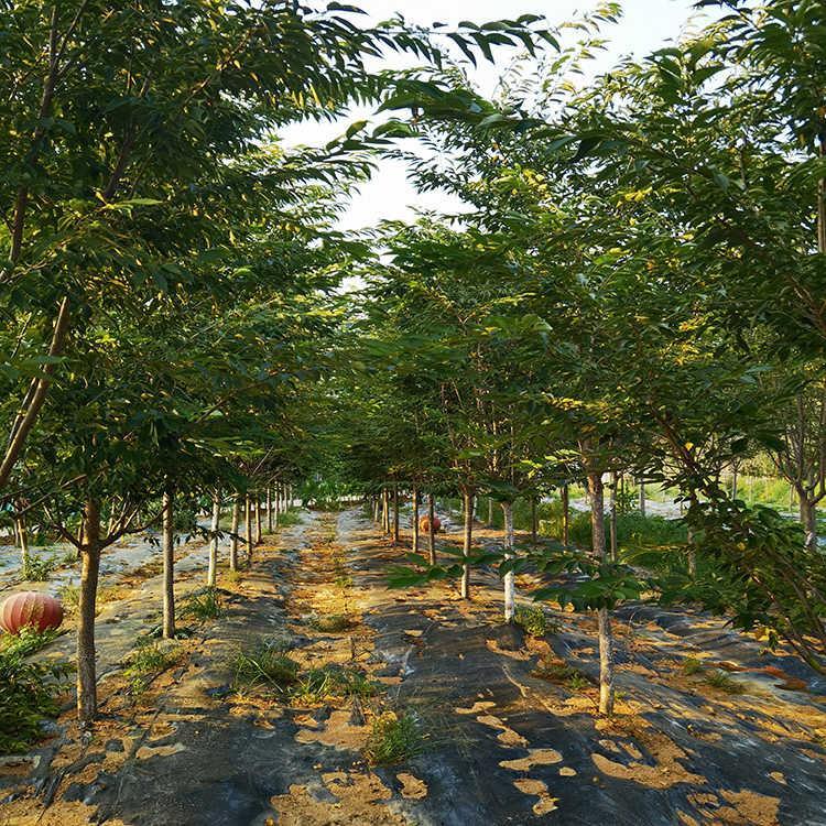 11公分白妙櫻 濕地綠化櫻花樹(shù) 露地種植 綠影園林