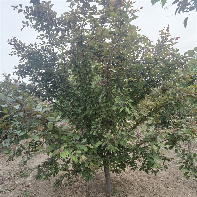 庭院可用風(fēng)景樹 12-15公分垂絲海棠 冠形漂亮 西府海棠3-15公分量大