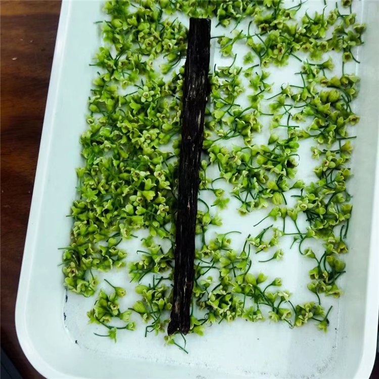 紅骨凹身沉香樹苗 包結(jié)香 精選苗木健康有活力 可提供技術(shù)指導(dǎo)