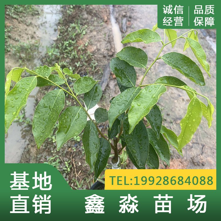 紫琪 沉香樹苗 鑫淼基地 種苗已結(jié)香