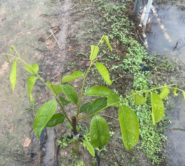 棋楠沉香嫁接苗西瓜葉 優(yōu)良品種自然結(jié)香 苗場供銷