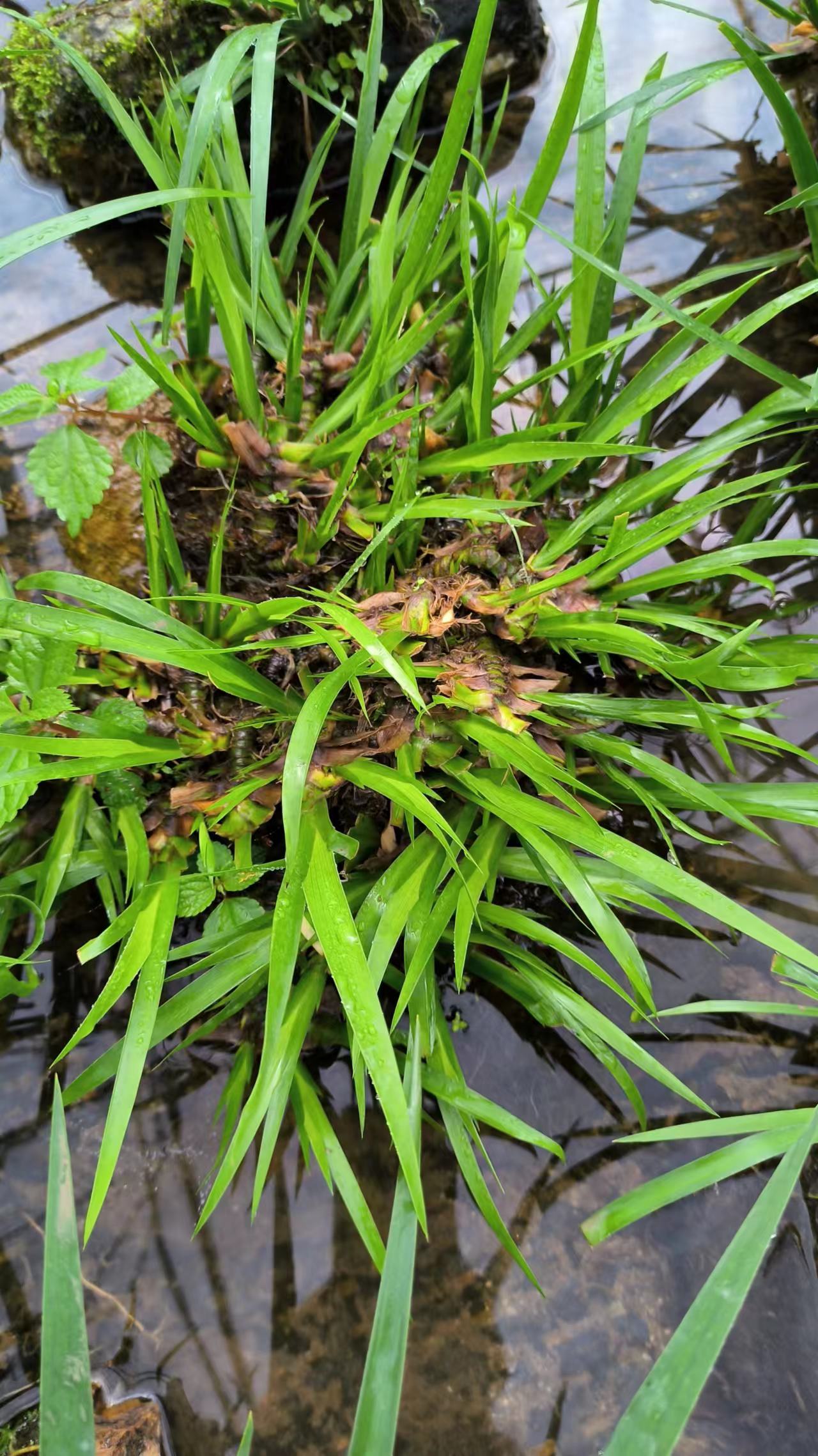 廣州石菖蒲批發(fā)價-廣州石菖蒲供應(yīng)商-廣州石菖蒲報價-廣州石菖蒲直銷-廣州石菖蒲電話