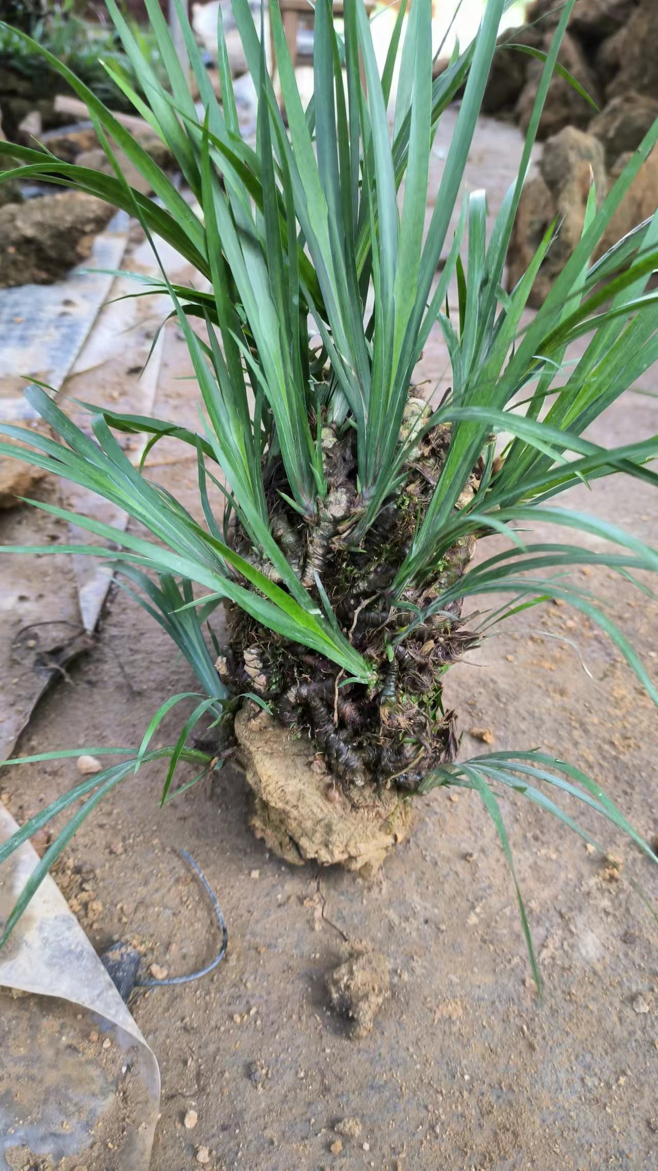 石菖蒲-石菖蒲苗價(jià)格-石菖蒲批發(fā)價(jià)-石菖蒲多少錢-石菖蒲報(bào)價(jià)-石菖蒲直銷-石菖蒲哪里有