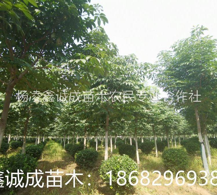七葉樹  苗圃七葉樹基地 園林綠化苗木陜西七葉樹8-20公分