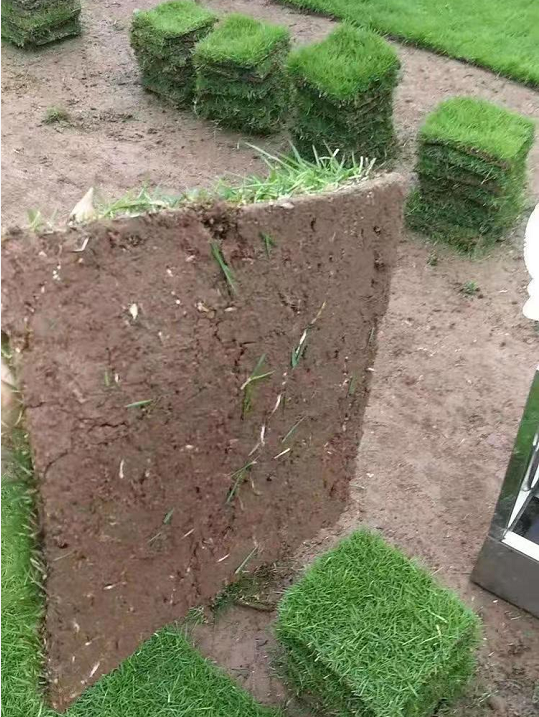 真草草坪 馬尼拉草坪 草卷 草坪苗圃現(xiàn)挖 公園地被綠化草