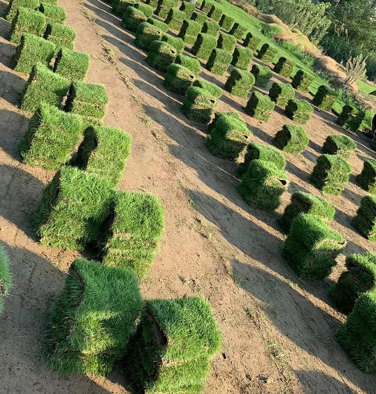 草坪草皮 馬尼拉草 百慕大草 草皮現(xiàn)貨 草坪價格