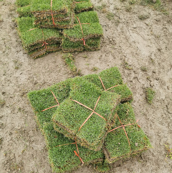 細(xì)葉結(jié)縷草 馬尼拉草坪 結(jié)縷草種子 結(jié)縷草坪