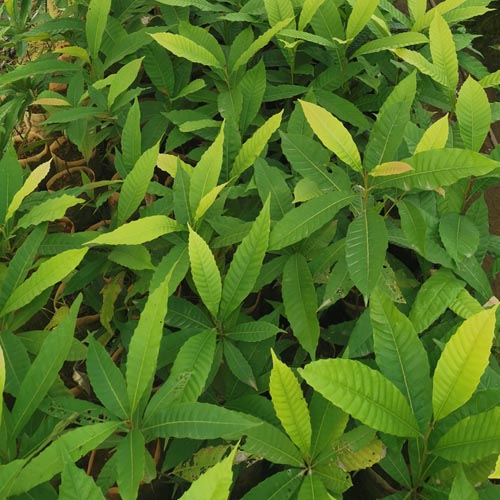 黎蒴栲袋苗價(jià)格  黎蒴栲袋苗多少錢