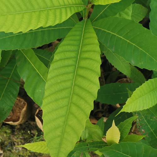 黎蒴栲袋苗價(jià)格  黎蒴栲袋苗多少錢