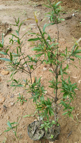 柳葉櫟袋苗價(jià)格  柳葉櫟袋苗種植基地