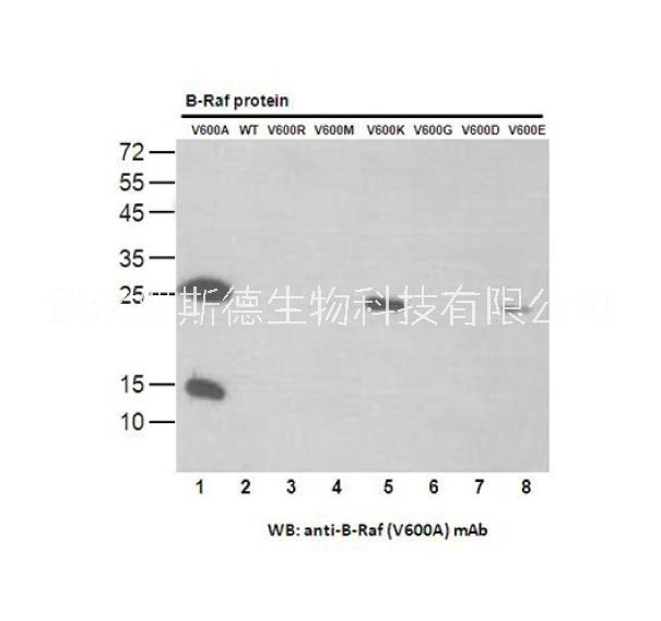 BRAF(V600A) 小鼠單抗/ BRAF antibody/武漢費(fèi)斯德