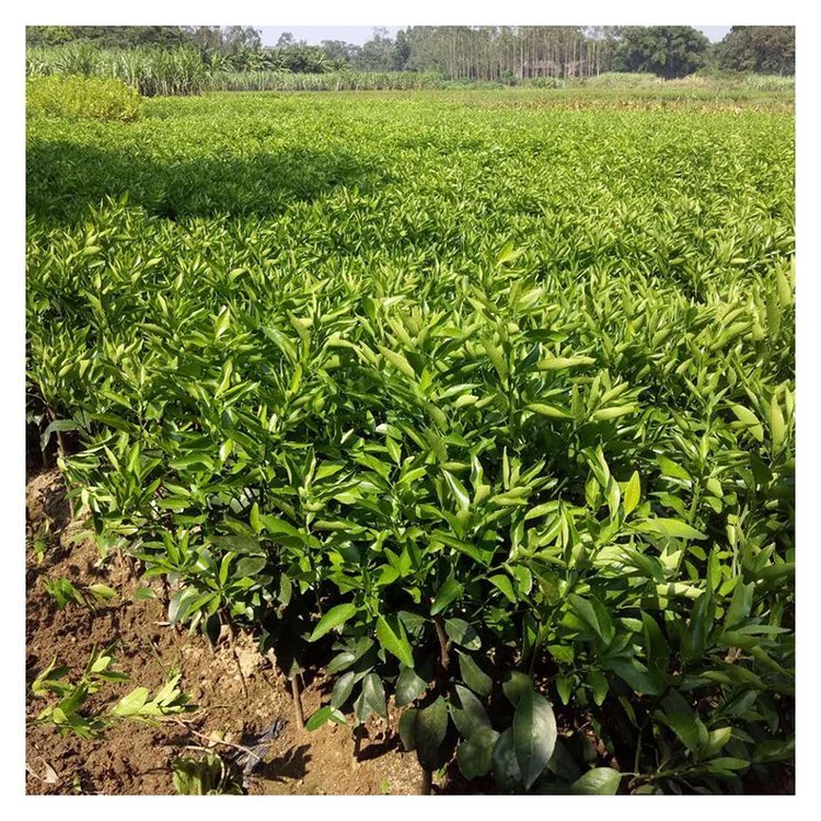 沃柑苗多少錢(qián)  沃柑苗種植基地