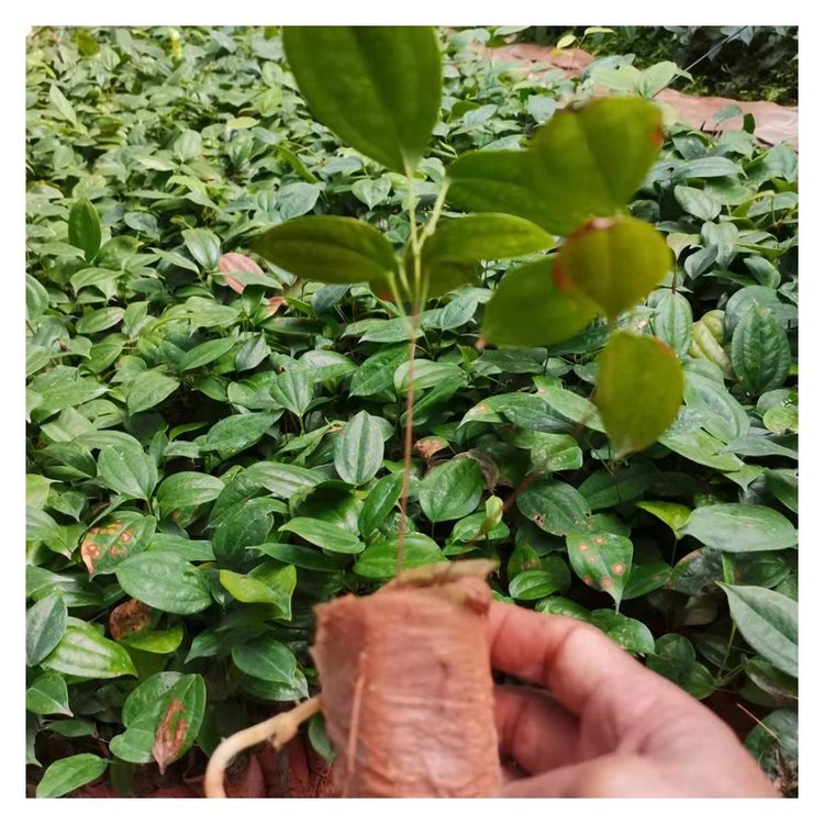 土茯苓種苗種植基地  土茯苓種苗怎么賣
