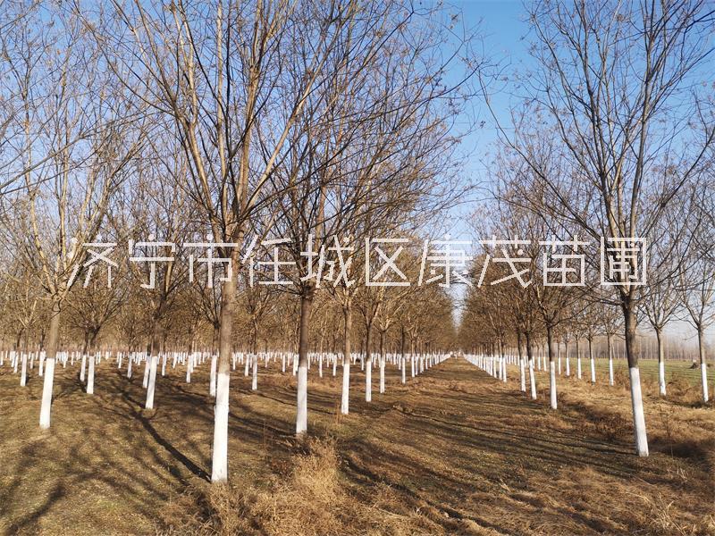 18公分國槐,苗圃定植18公分國槐報價