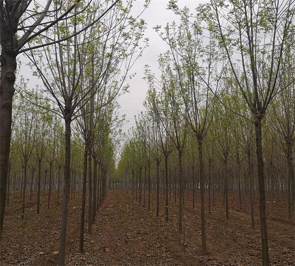 山東白蠟基地10-12公分白蠟