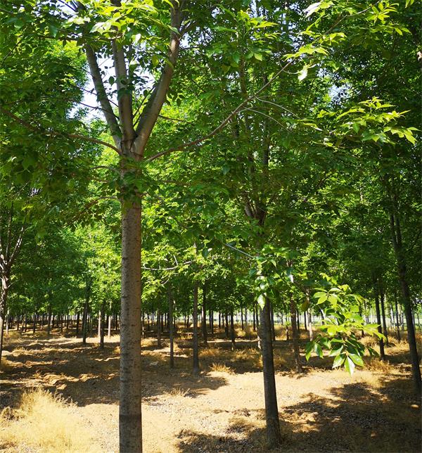 山東白蠟基地10-12公分白蠟