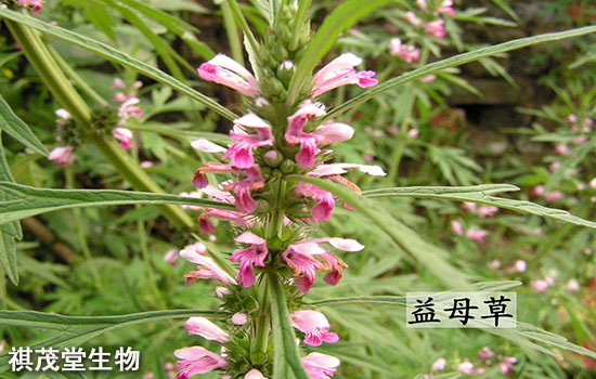 益母草提取物的用法用量和廠家價格