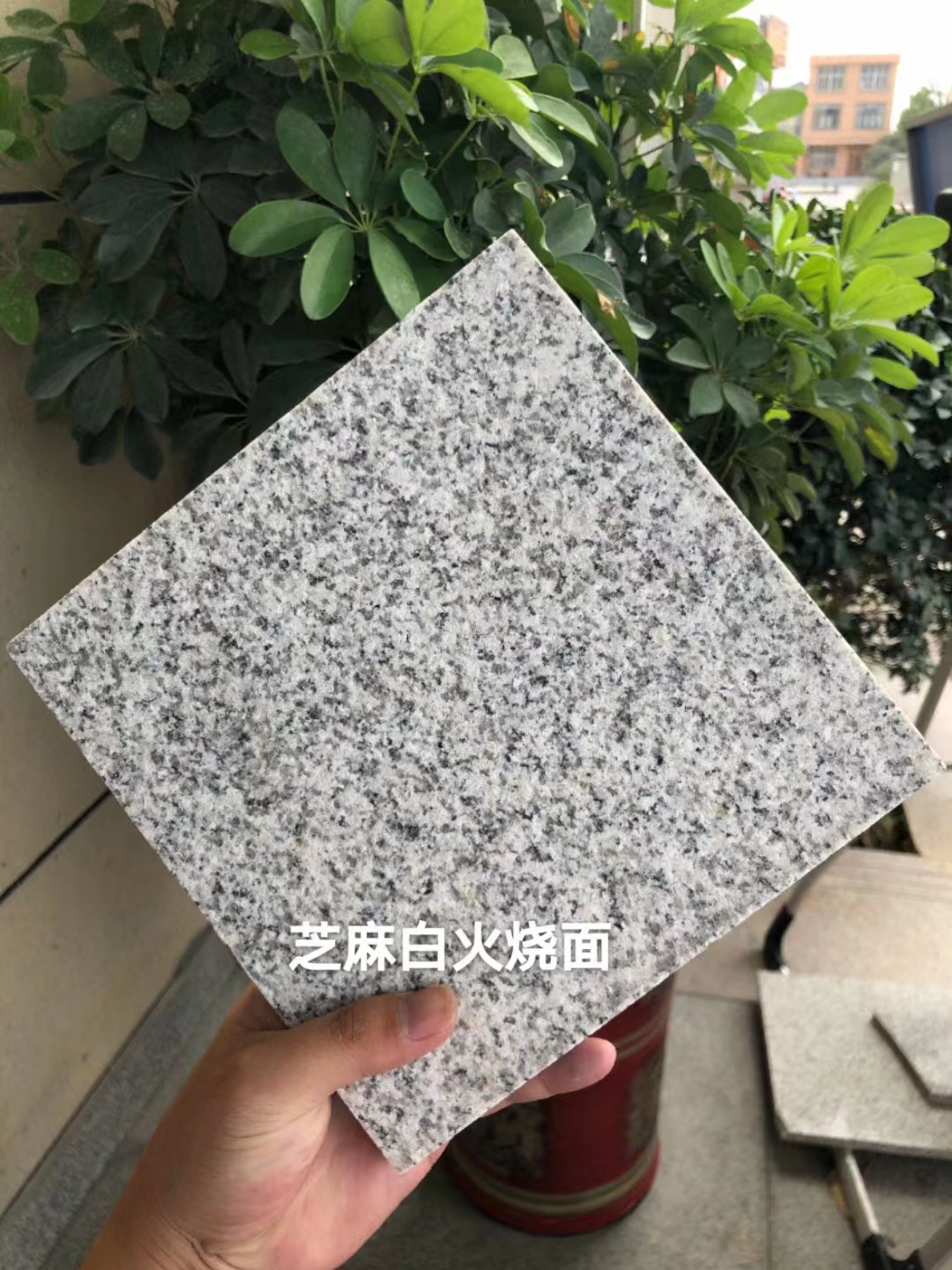 芝麻白火燒面價(jià)格 芝麻白火燒面規(guī)格