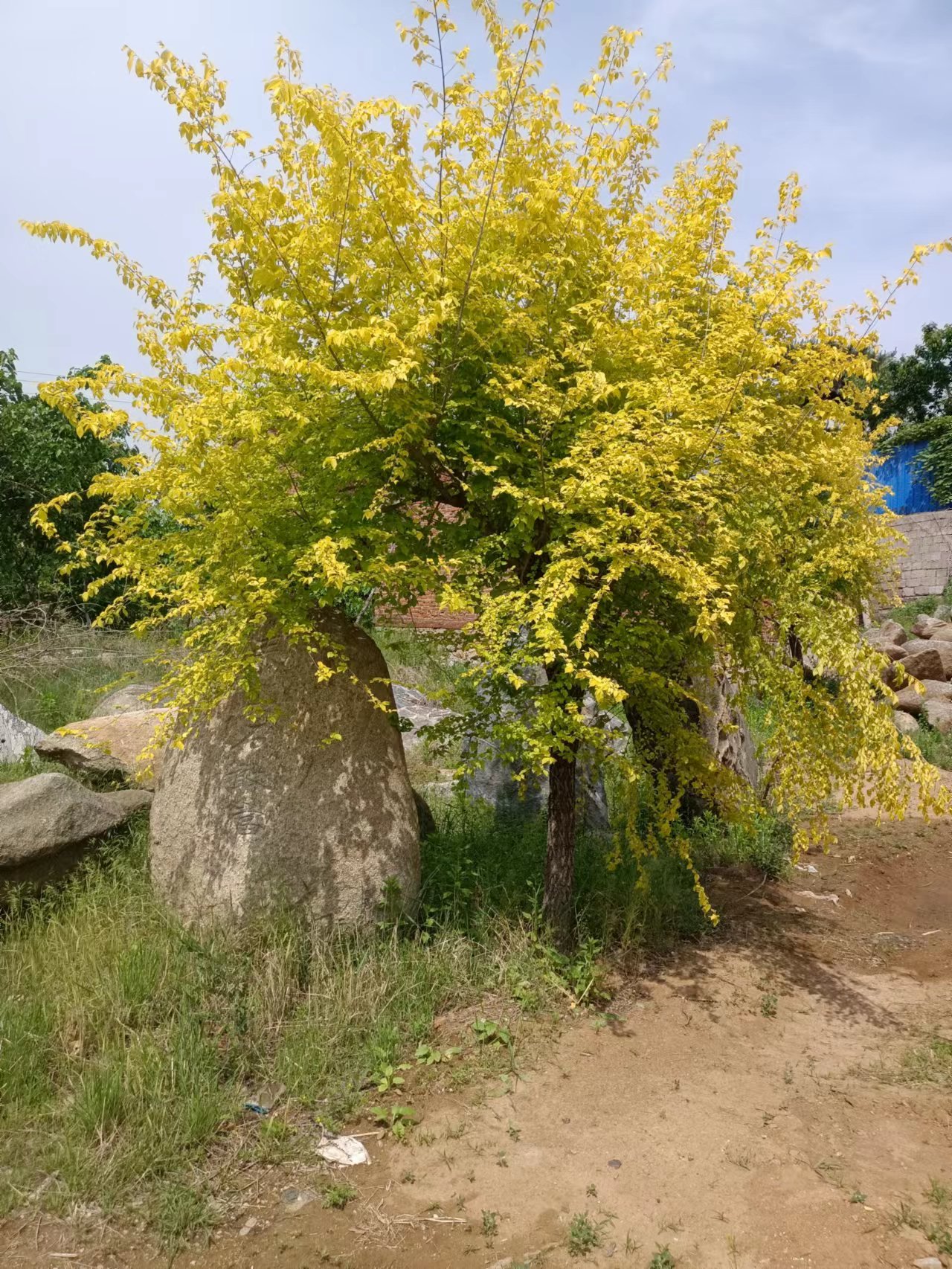 榆錢樹哪家便宜 榆錢樹哪家好 榆錢樹批發(fā)