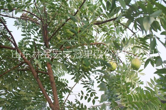 供應(yīng)林昱宏文冠果樹