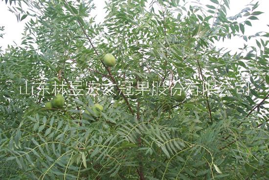 供應(yīng)林昱宏文冠果樹