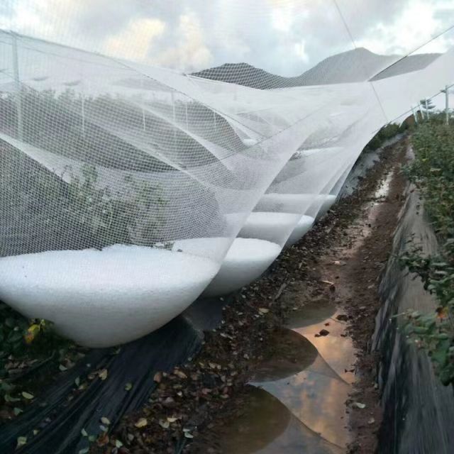 防雹網(wǎng)防鳥網(wǎng)果園菜園園林防鳥網(wǎng)
