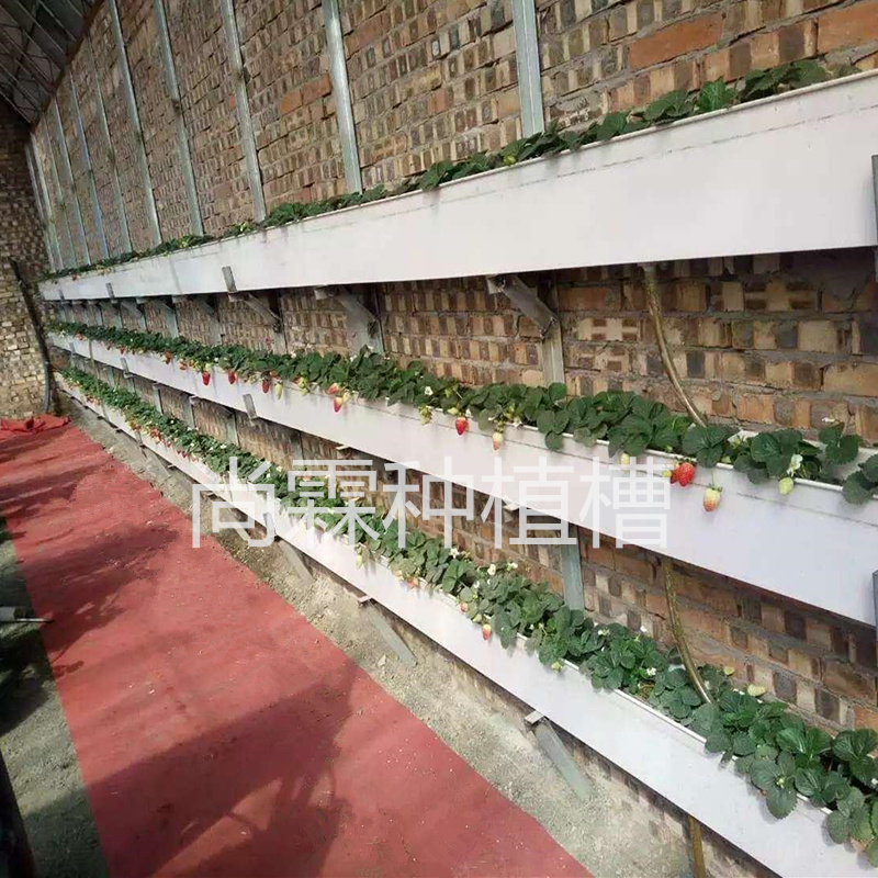 尚霖草莓栽培槽 采摘園草莓立體種植槽 草莓架品牌