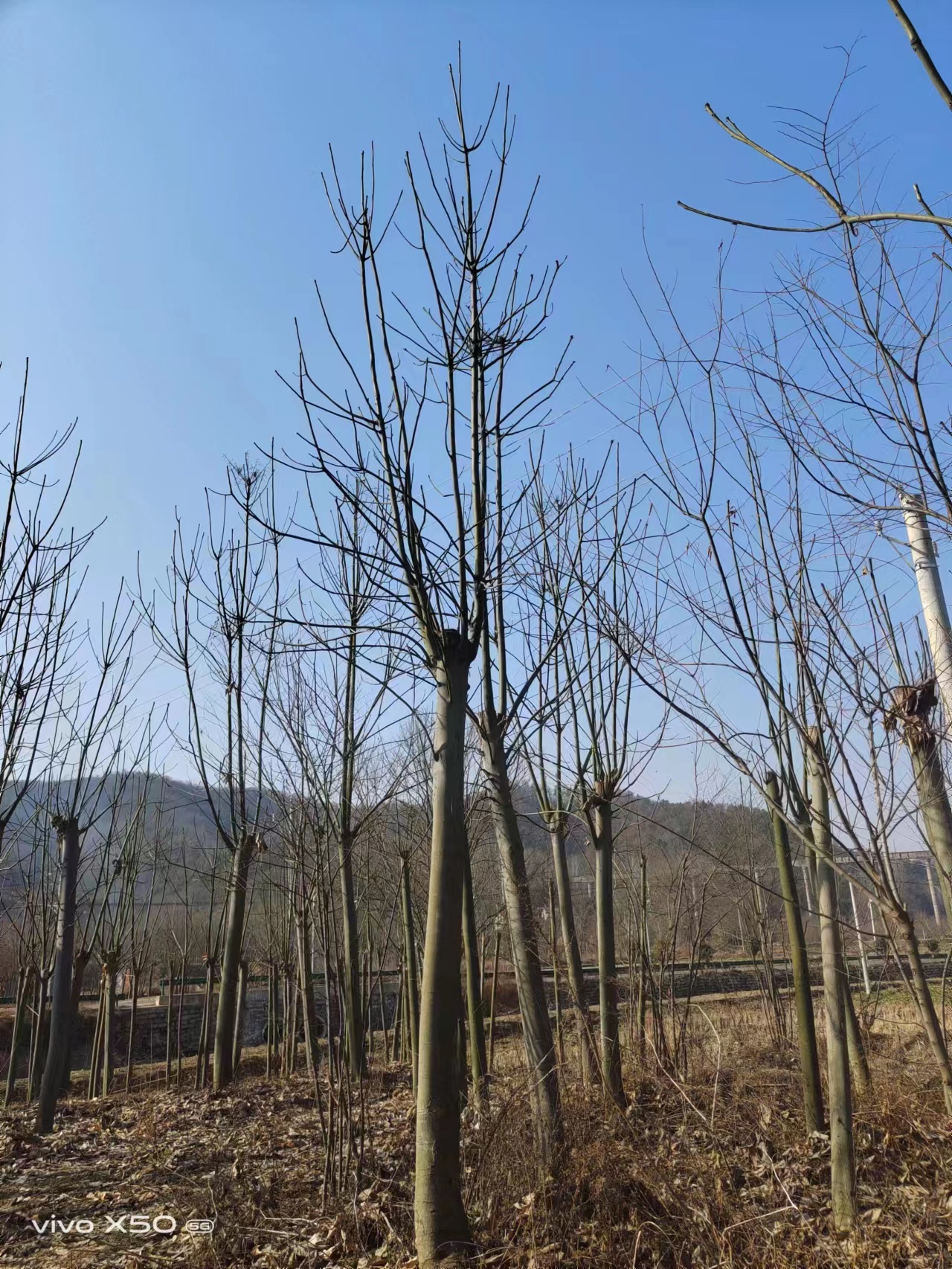 湖北青桐苗木哪里有-青桐苗木多少錢一棵-青桐樹批發(fā)價格-基地